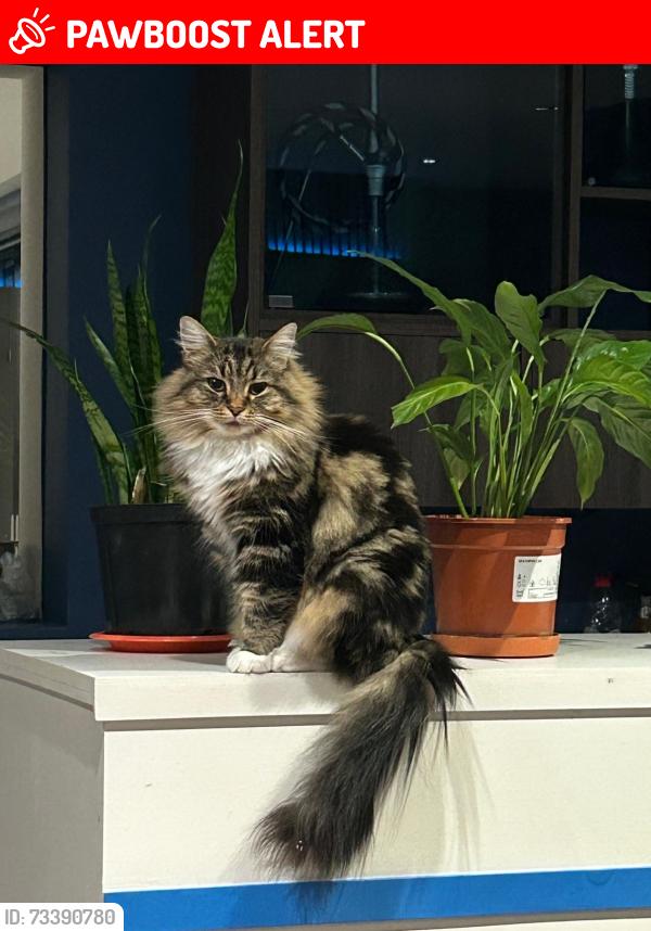 Lost Female Cat last seen Allan dale Road, Leicester, England LE2 2FD