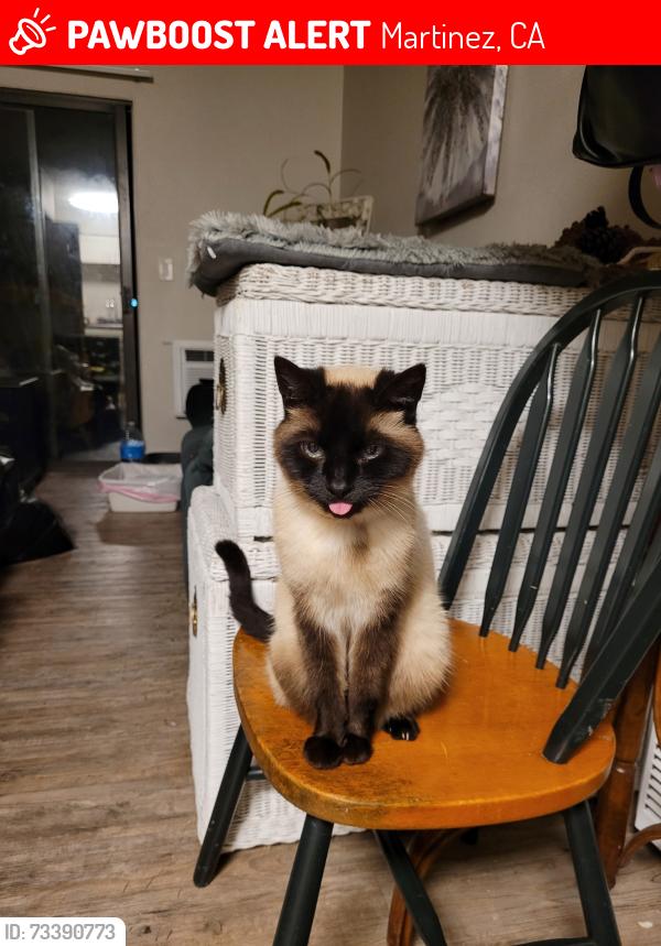 Lost Female Cat last seen Near fig tree ln, Martinez, CA 94553