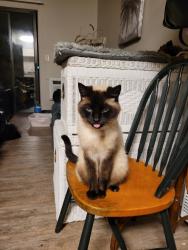 Lost Female Cat last seen Near fig tree ln, Martinez, CA 94553