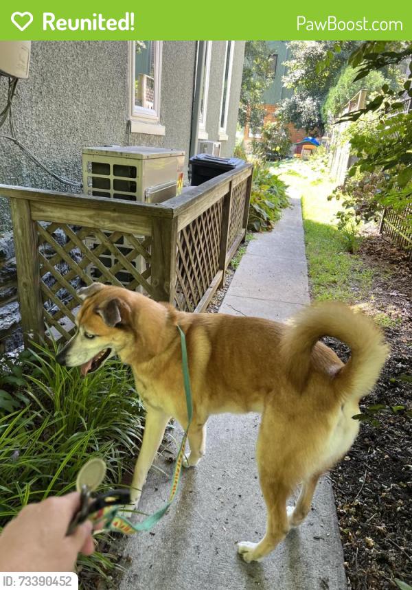 Reunited Female Dog last seen Wissahickon ave and park lane, Philadelphia, PA 19144