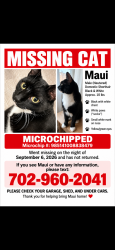 Lost Male Cat last seen Foley Dr/kyle Dr. Near the pool and construction, North Las Vegas, NV 89084
