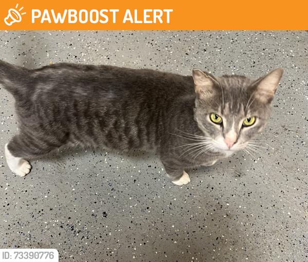 Found/Stray Male Cat last seen Raleigh Road and Old Barbour Road Benson NC, Johnston County, NC 27504