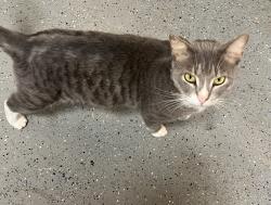 Found/Stray Male Cat last seen Raleigh Road and Old Barbour Road Benson NC, Johnston County, NC 27504