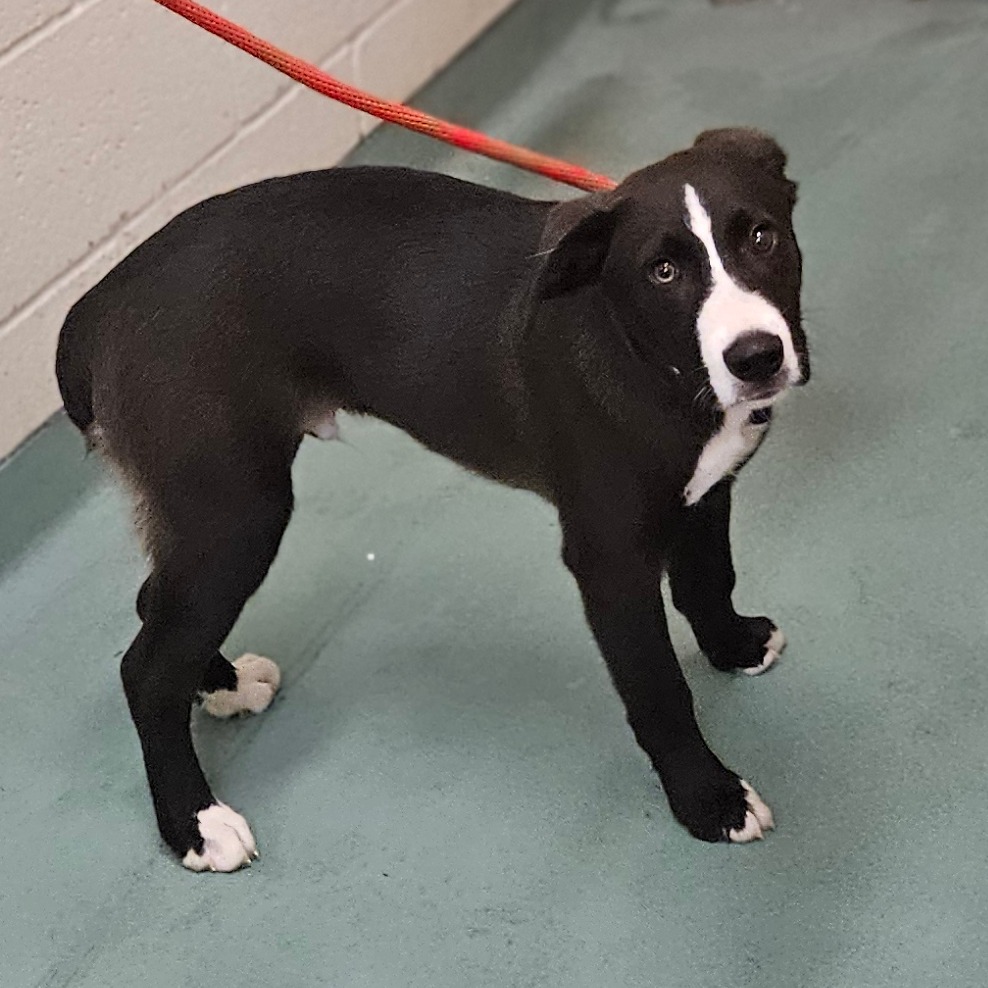 Shelter Stray Male Dog last seen , 2350 Appling City Cove, Memphis, TN 38133, USA