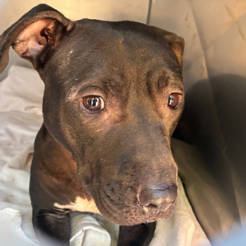 Shelter Stray Female Dog last seen , Animal Care & Control Team of Philly, 111 W Hunting Park Ave, Philadelphia, PA 19140, USA