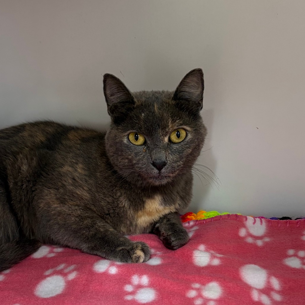 Shelter Stray Female Cat last seen , 2960 Shafto Rd, Tinton Falls, NJ 07753, USA