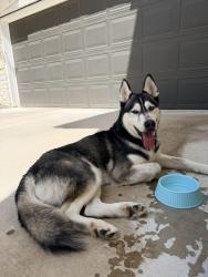 Found/Stray Male Dog last seen Gracy Farm & Woodwind Lane, Austin, TX 78758