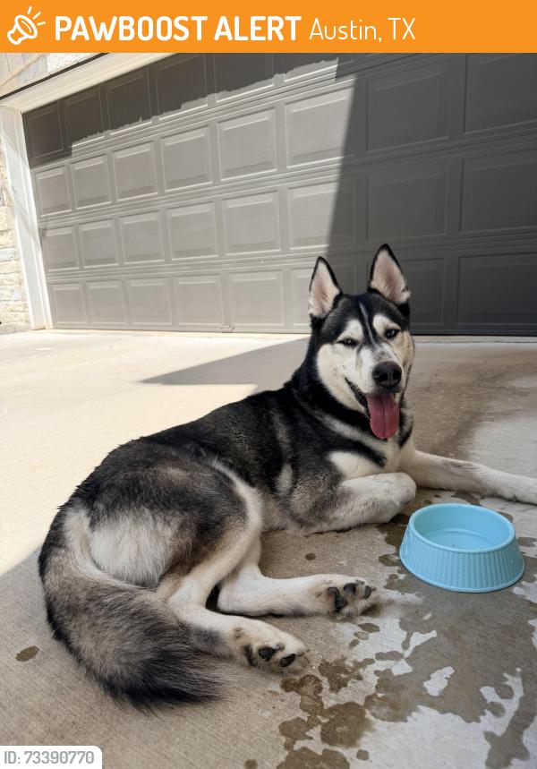 Found/Stray Male Dog last seen Gracy Farm & Woodwind Lane, Austin, TX 78758