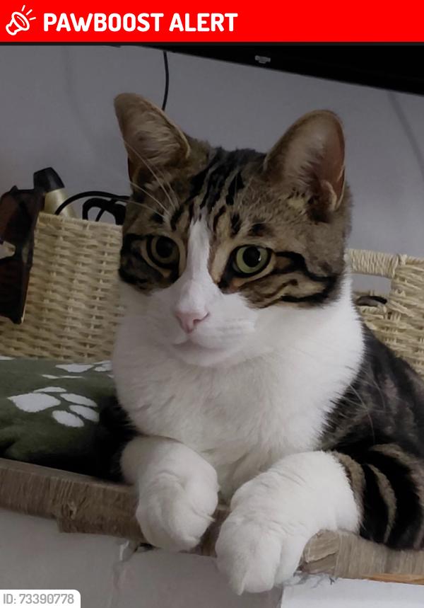 Lost Male Cat last seen On the road and f Schoolfield and common field, Birkenhead, England 