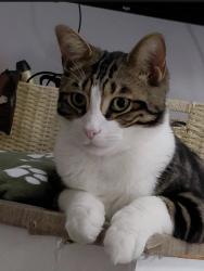 Lost Male Cat last seen On the road and f Schoolfield and common field, Birkenhead, England 