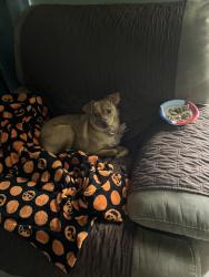 Found/Stray Female Dog last seen Highland knolls mason rd, Highland Knolls Dr, TX 77450