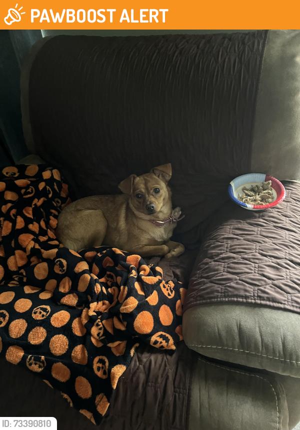 Found/Stray Female Dog last seen Highland knolls mason rd, Highland Knolls Dr, TX 77450