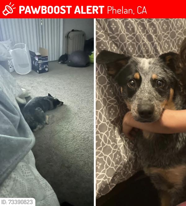 Lost Male Dog last seen Sunset and sheep creek rd, Phelan, CA 92371