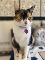 Lost Female Cat last seen Near Ave Sw 27 St, Miami, FL 33155