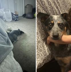 Lost Male Dog last seen Sunset and sheep creek rd, Phelan, CA 92371