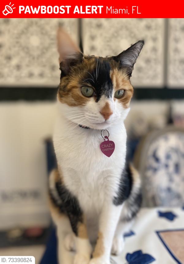 Lost Female Cat last seen Near Ave Sw 27 St, Miami, FL 33155