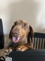 Reunited Unknown Dog last seen Point conception and Point Arguello, Chula Vista, CA 91911