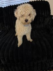 Lost Female Dog last seen Story rd, San Jose, CA 95116