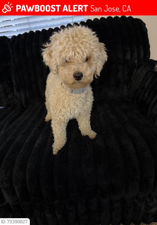 Lost Female Dog last seen Story rd, San Jose, CA 95116