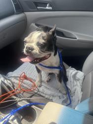 Found/Stray Male Dog last seen California/Harrison/Garfield, Riverside, CA 92503