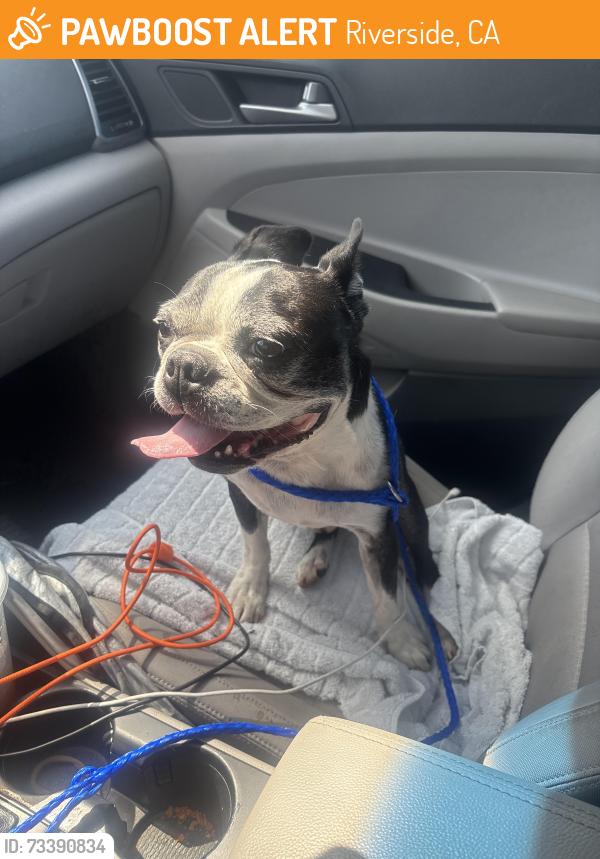 Found/Stray Male Dog last seen California/Harrison/Garfield, Riverside, CA 92503