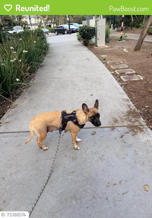 Reunited Female Dog last seen 8th and cedar, San Diego, CA 92101