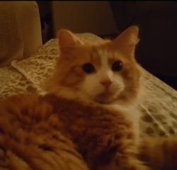 Reunited Male Cat last seen Whitetail Ln / Hwy 22, Crawford, GA 30630