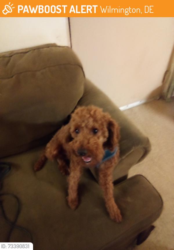 Found/Stray Male Dog last seen Jumped in my car recently saw add for him.., Wilmington, DE 19802