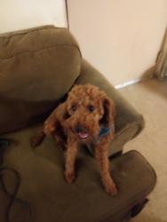 Found/Stray Male Dog last seen Jumped in my car recently saw add for him.., Wilmington, DE 19802