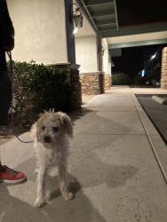 Found/Stray Unknown Dog last seen Bloom Elementary School on E Pima St, Tucson, AZ 85715