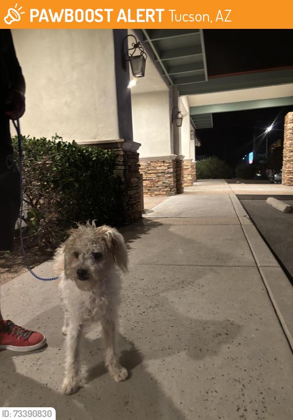 Found/Stray Unknown Dog last seen Bloom Elementary School on E Pima St, Tucson, AZ 85715