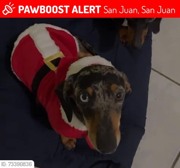 Lost Male Dog last seen Ave. De diego final, San Juan, San Juan 00927
