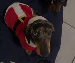Lost Male Dog last seen Ave. De diego final, San Juan, San Juan 00927
