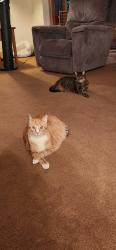 Reunited Male Cat last seen Encinitas blvd El Camino real, Encinitas, CA 92024