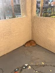 Found/Stray Unknown Cat last seen Rainbow and charleston, Las Vegas, NV 89146