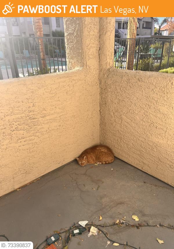 Found/Stray Unknown Cat last seen Rainbow and charleston, Las Vegas, NV 89146