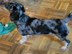 Lost Female Dog last seen Old 19&23 Candler NC, Buncombe County, NC 28715