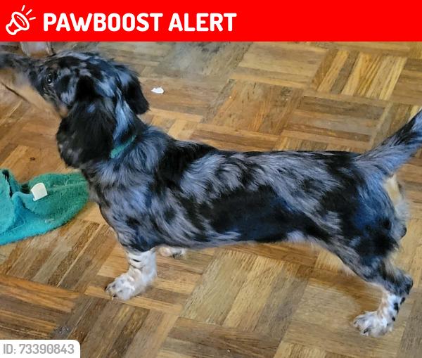 Lost Female Dog last seen Old 19&23 Candler NC, Buncombe County, NC 28715