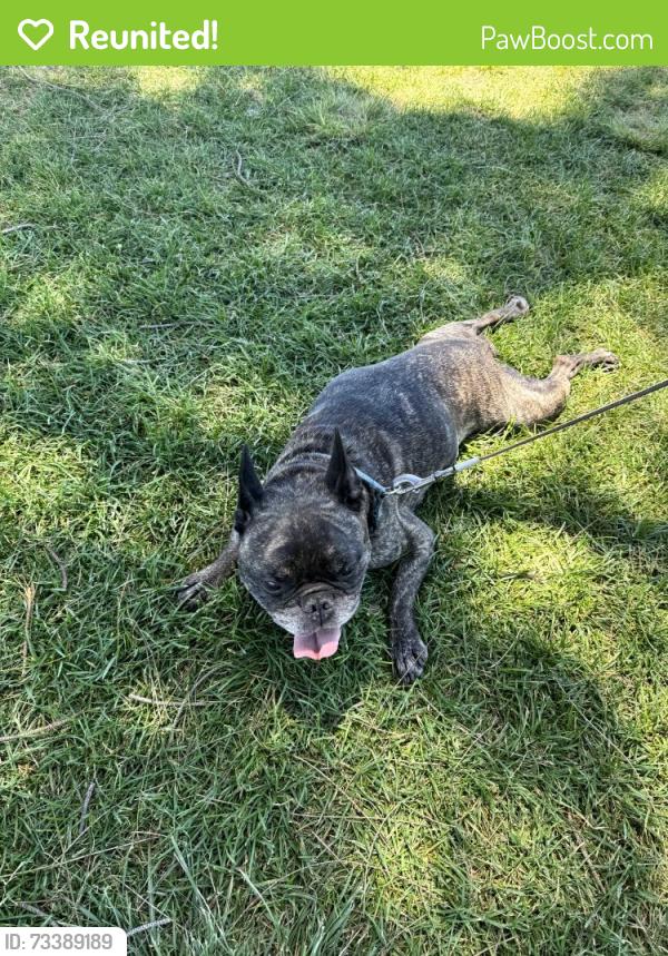 Reunited Male Dog last seen Massachusetts Avenue, Lemon Grove, CA 91945