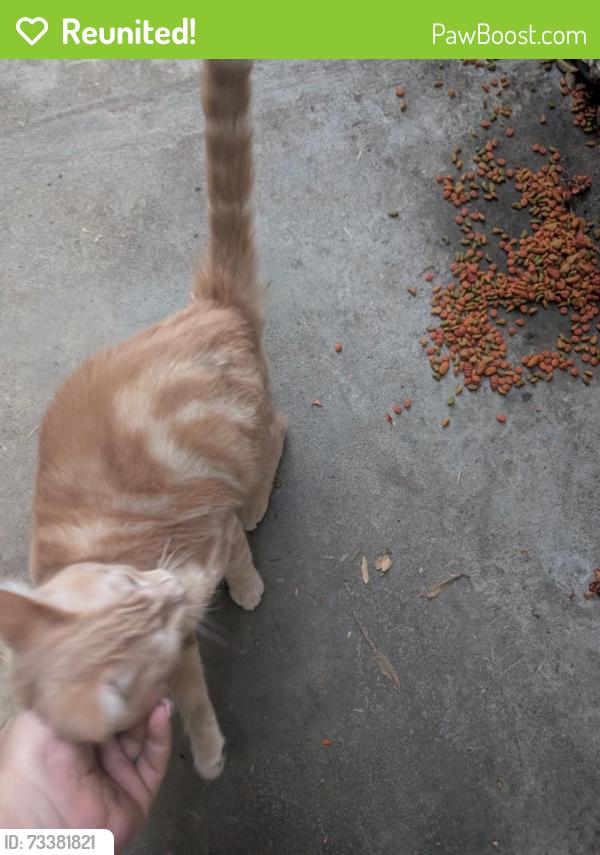 Reunited Male Cat last seen Ash and circuit drive, Roseville, CA 95678