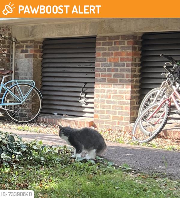 Found/Stray Unknown Cat last seen Shirelake Close, Oxfordshire, England OX1 1SW