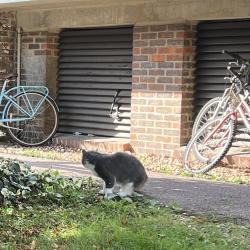 Found/Stray Unknown Cat last seen Shirelake Close, Oxfordshire, England OX1 1SW