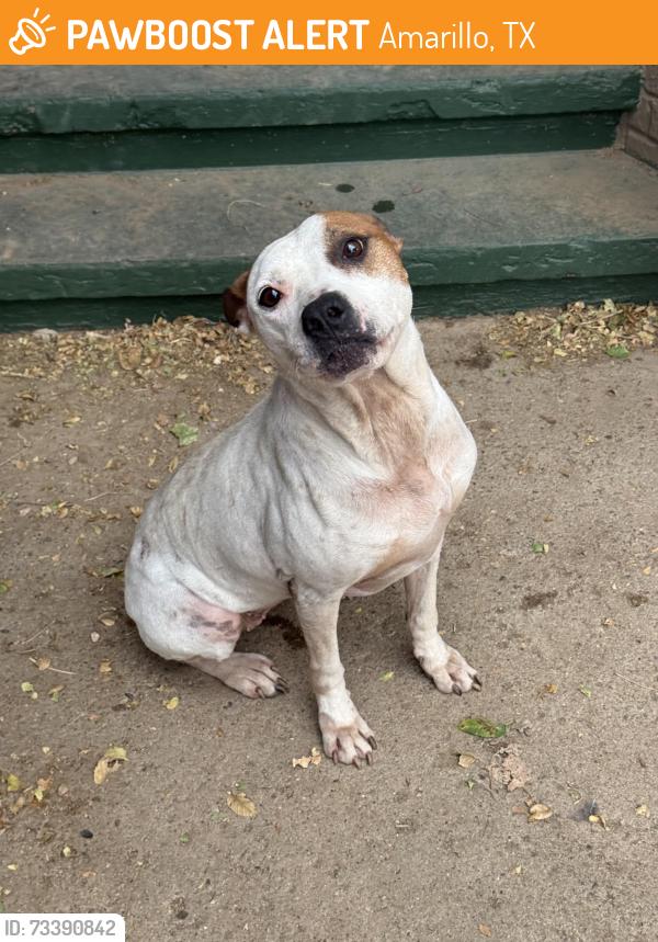 Found/Stray Female Dog last seen Tradewind St off the Loop Amarillo Tx, Amarillo, TX 79118