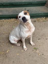 Found/Stray Female Dog last seen Tradewind St off the Loop Amarillo Tx, Amarillo, TX 79118