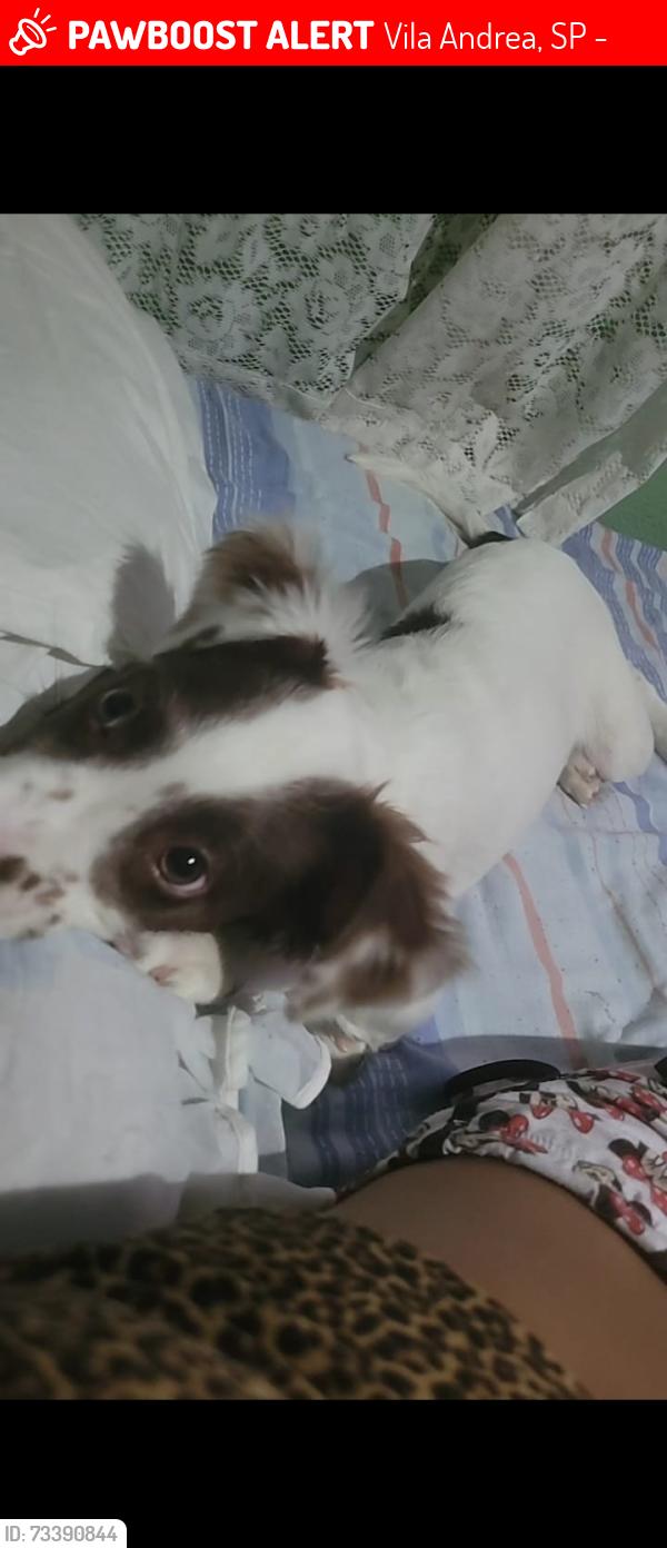 Lost Female Dog last seen Rua odorico bueno de revieira filho, Vila Andrea, SP 08537-300