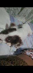 Lost Female Dog last seen Rua odorico bueno de revieira filho, Vila Andrea, SP 08537-300