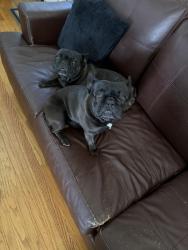 Reunited Male Dog last seen Hudson street, Redwood City, CA 94062