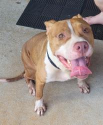 Found/Stray Female Dog last seen S jeff davis dr & County Line Rd, Fayetteville, GA 30214
