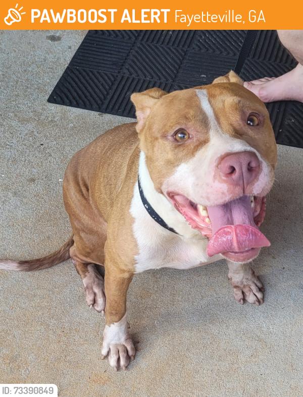 Found/Stray Female Dog last seen S jeff davis dr & County Line Rd, Fayetteville, GA 30214