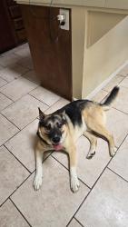 Reunited Male Dog last seen 40th st east and Avenue R, Palmdale, CA 93550
